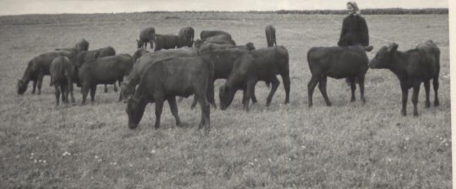 Vasikad jalutuskäigul