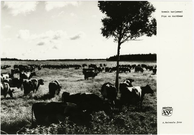 Kehtna Näidissovhoostehnikumi hommik karjamaal