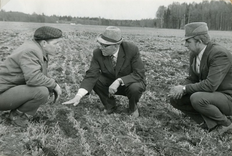 Tori sovhoosi peaagronoom A.Tõnissoo ja prof. E.Haller suviteravilja orase kahjustusi takseerimas