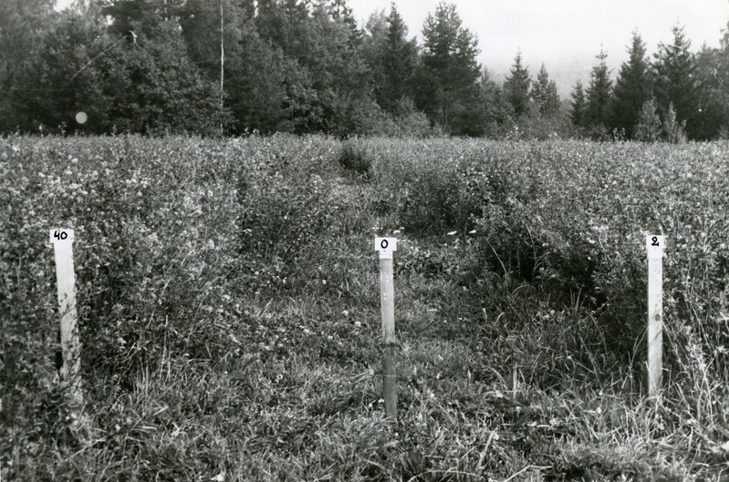 Lutserni tootmiskatse Rõuge sovhoosis