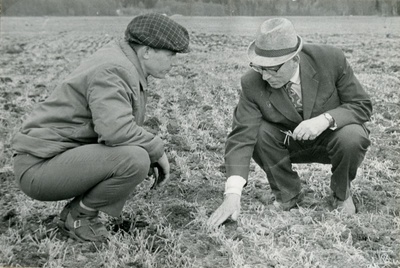 Tori sovhoosi peaagronoom A.Tõnissoo ja prof. E.Haller orase kahjustusi takseerimas  similar photo