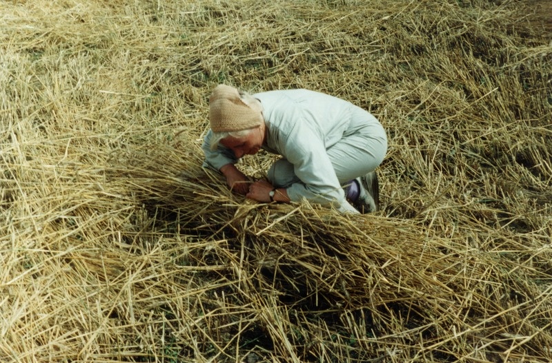 Rukkikoristus OÜ Erika Farm põllul haridusprogrammi Viljast leivani tarbeks . Eesti Põllumajandusmuuseumi direktori asetäitja Liilia Leiman vihku sidumas