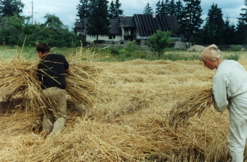 Rukkikoristus OÜ Erika Farm põllul haridusprogrammi Viljast leivani tarbeks . Eesti Põllumajandusmuuseumi direktori asetäitja Liilia Leiman ja Mati Mänt vihke sidumas