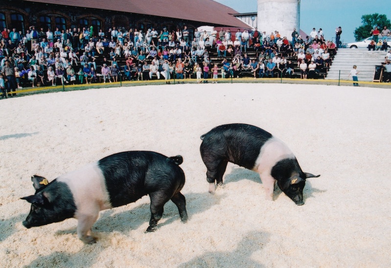 Sügisnäitus ja Tõuloom 2002 Eesti Põllumajandusmuuseumis, tõuloomade demonstratsioon