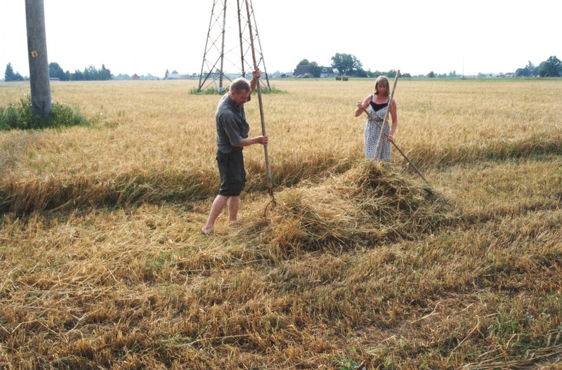 E. Pärn ja A. Saar odra koristamisel OÜ Erika Farm põllult Eesti Põllumajandusmuuseumi tarbeks