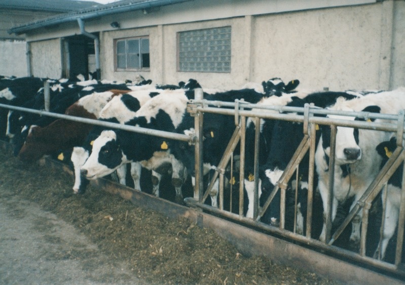 Veiselauda söödalava Ihlenfeldi ühistus Saksamaal