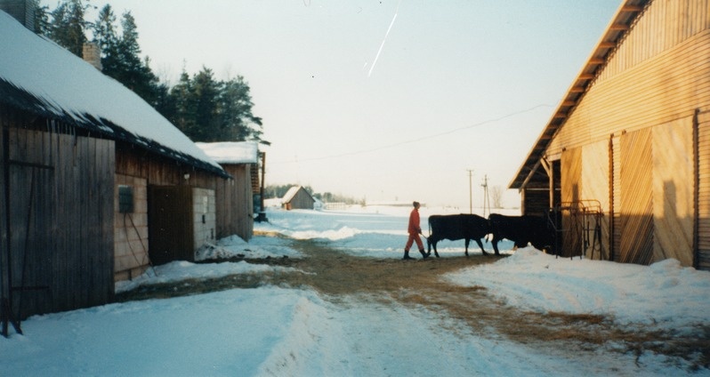 Lehmade ajamine lüpsilt vabalauta Diivi ja Riho Põdersoo Männiku talus Laeva vallas Tartumaal