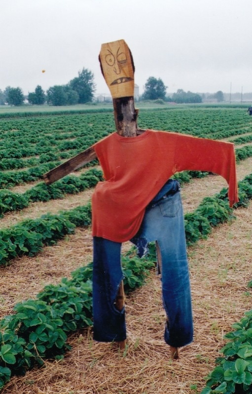 Anne Kasu maasikaistandiku valvur