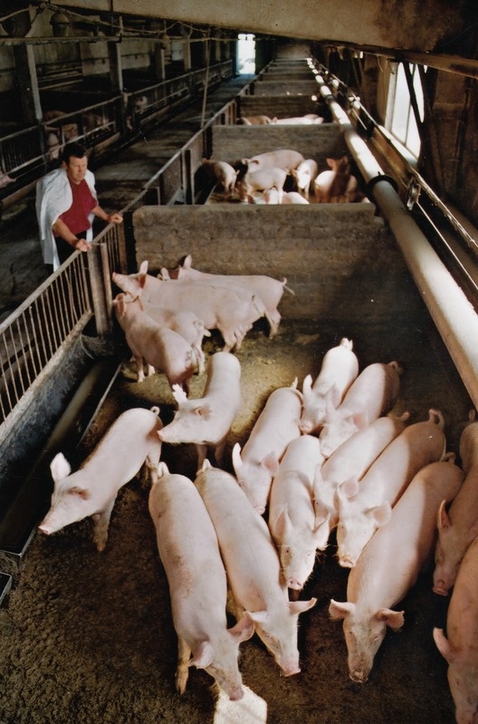 OÜ Sigwar seafarmis