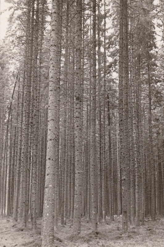 Jänesekapsa kuusik Järvseljal