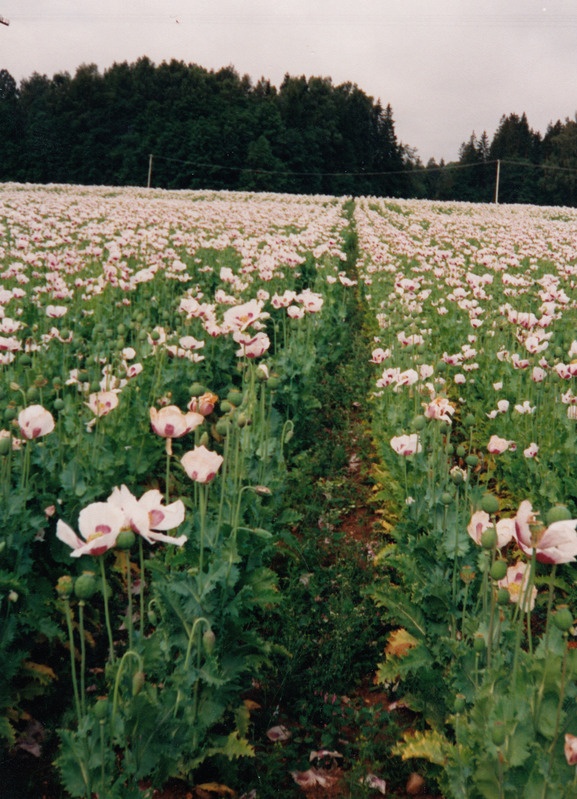 AS Oru Suurtalu moonipõld enne keskkriminaalpolitsei narkorühma hävitustööd 31.juulil 1995
