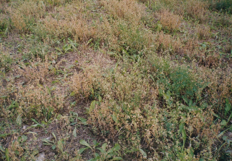 Herbitsiididega pritsitud rohumaa