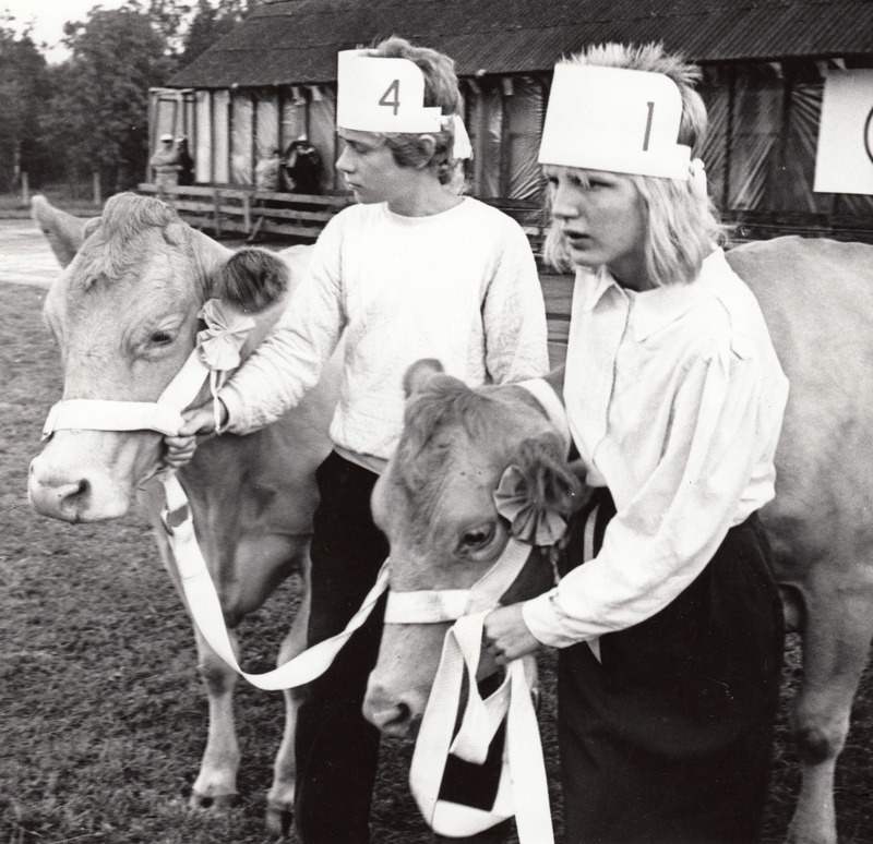 Eesti maakarja nudi lehm sobib talulauta, kus loomadega tegelevad ka lapsed