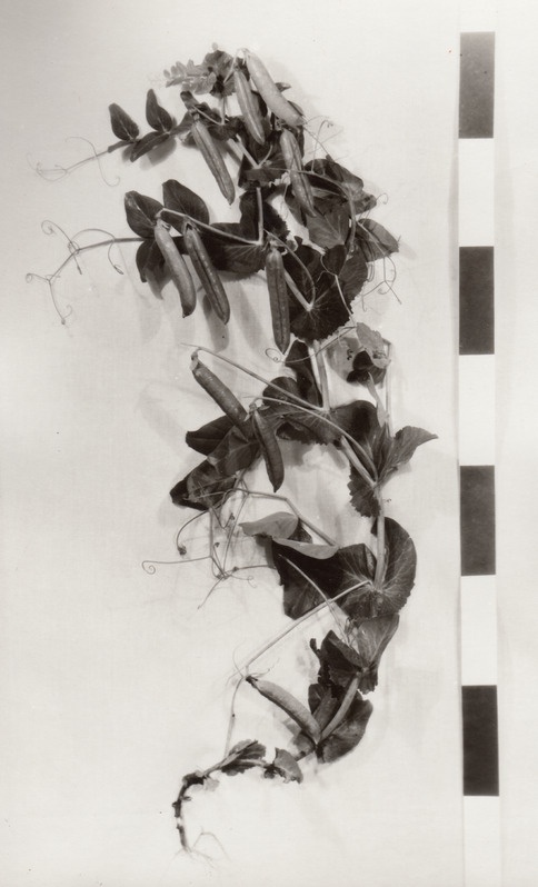 Jõgeval aretatud aedhernes "Valma"