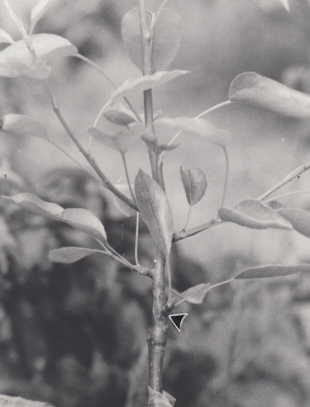 Viljapuu pookeoks viie pungaga, millest igaühest kasvas välja lühem või pikem oksake
