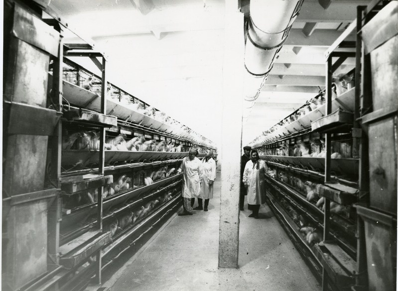 Kaarma kolhoosi kanafarm