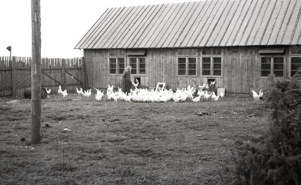 Stalini nimelise kolhoosi kanala: kanatalitaja Viiu Ella kanu söötmas