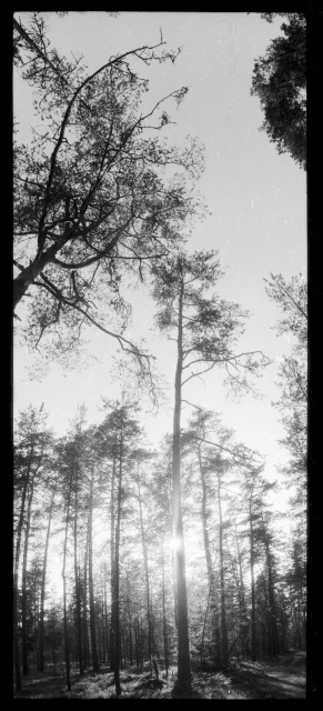 Panoraamvaade metsale Tartu lähedal