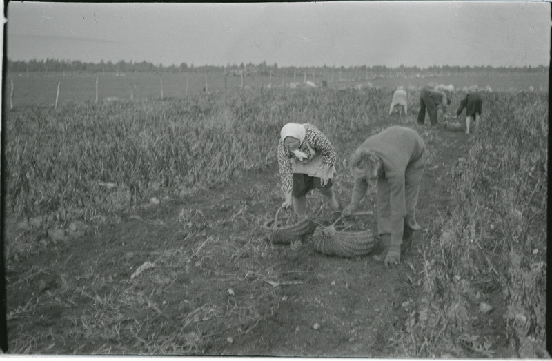 Kartulivõtmine.