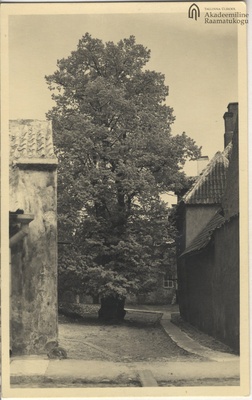 Kelch's pearl  similar photo