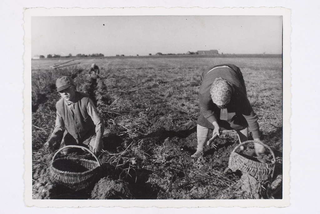 Kartulivõtjad, Nõo 1935