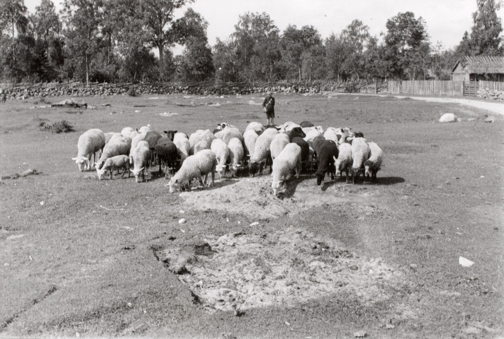 Lõmala külavahe väljak lamburi ja lambakarjaga, Kihelkonna