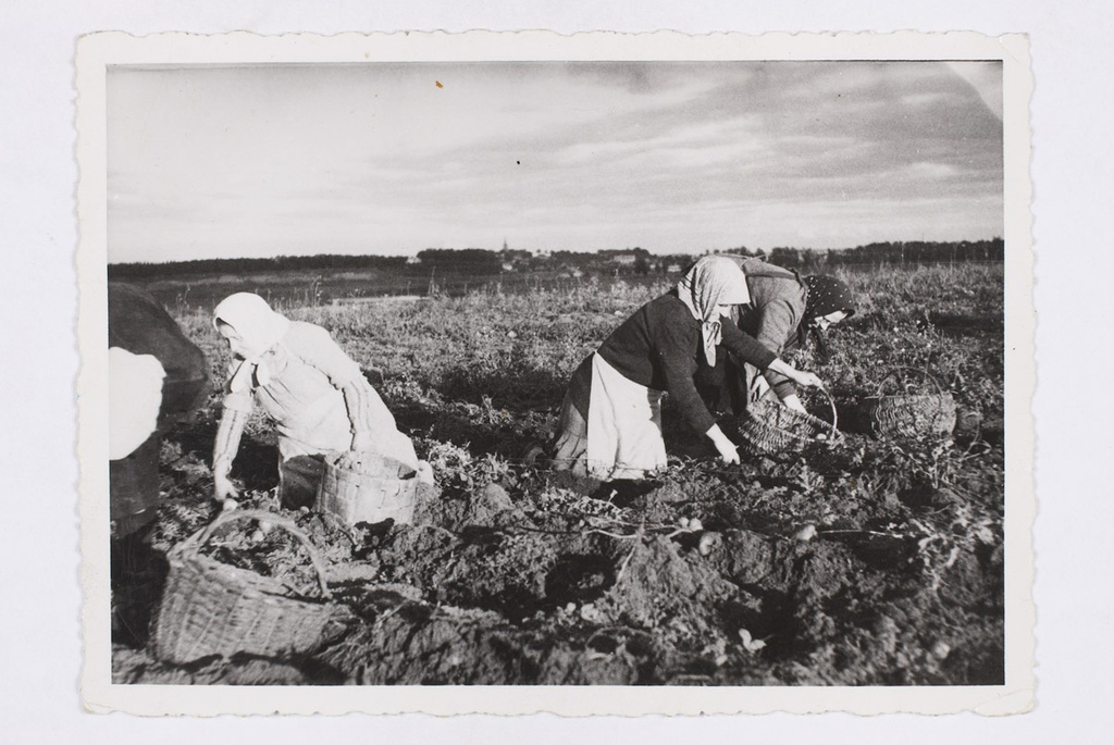 Kartulivõtjad naised Tähtvere põllul 1936