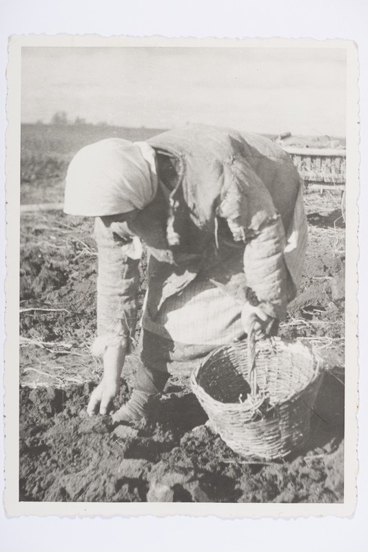 Kartulivõtt, Petserimaa 1937