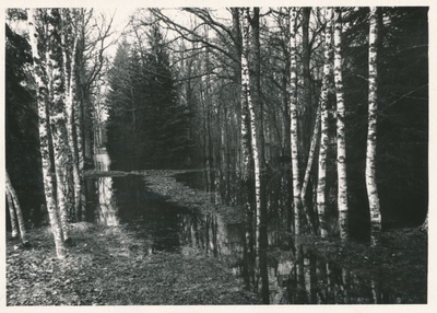 Foto. A.Laikmaa majamuuseum Taeblas. Park üleujutuse ajal kevadel 1966. a. Foto: R.Kalk  duplicate photo