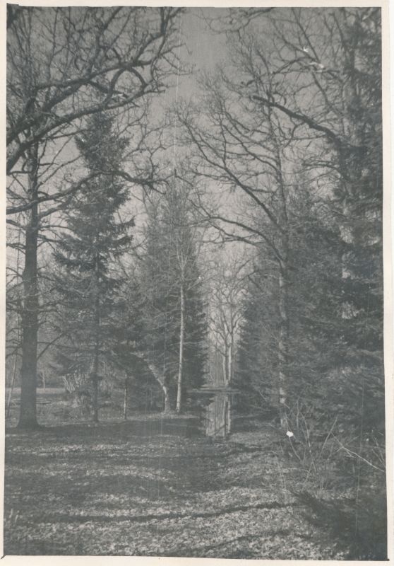Foto. A.Laikmaa majamuuseum Taeblas. Allee sügiseses pargis. 1964. Foto: R.Kalk.