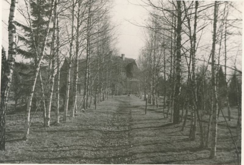Foto. Vaade Ants Laikmaa majamuuseumi pargile ja noorte kaskede alleele elumaja suunas. 1960.a. kevadel