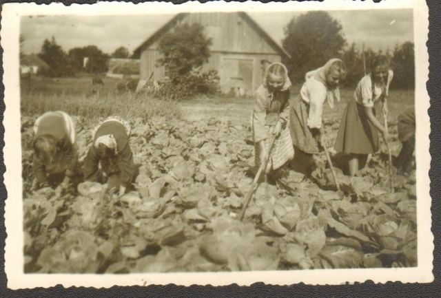 foto kapsapõllu harimine 1954.a. Röal