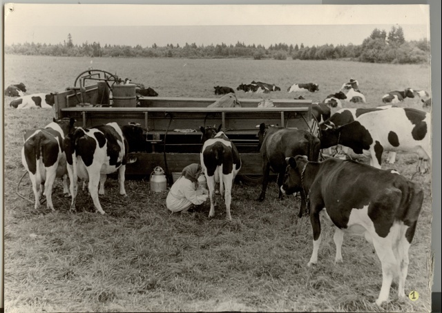 foto, lüps Kalevipoja kolhoosis 1961.a.