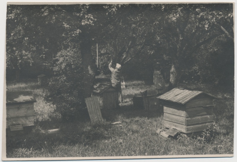 Tööd mesilas pereheitmise aegu. Kaigutsi 1960. aastad