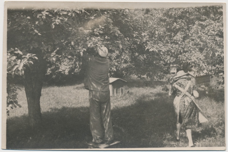 Tööd mesilas. Kaigutsi 1960. aastad