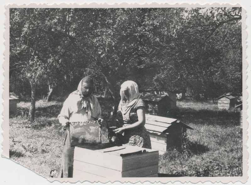 Marta ja Gustav Aksli mesitaru juures. Kaigutsi 1960. aastad