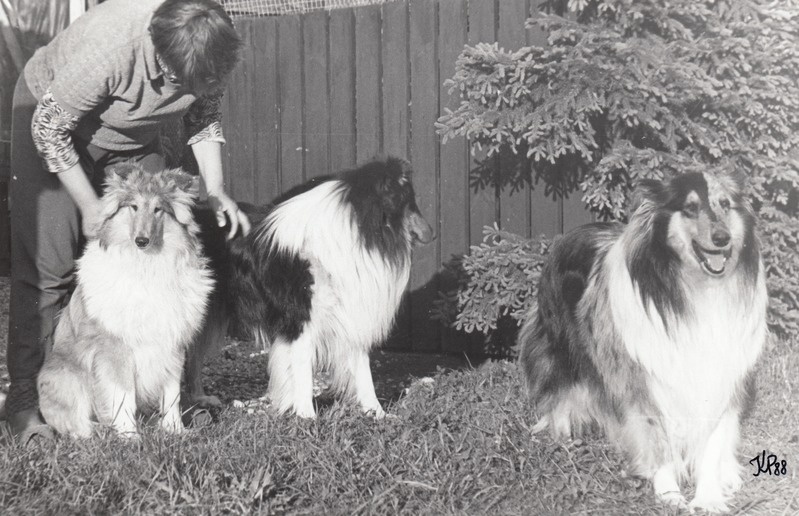 Asta Kask Märjamaalt käib maaperedes noortele kollidele karjahoidmist õpetamas