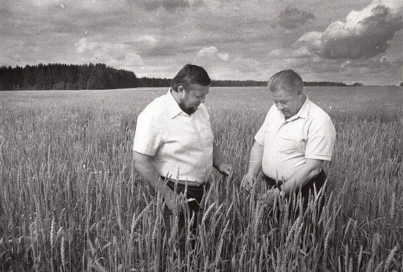 Raiste suurtalu peremees Aare Olesk (vasakul) ja Väimela Sovhoostehnikumi peaagronoom Vambola Kasuk suurtalu talinisupõllul