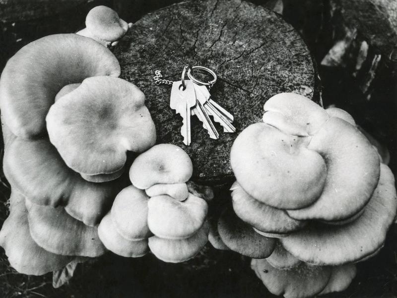 Austerserviku viljakehad