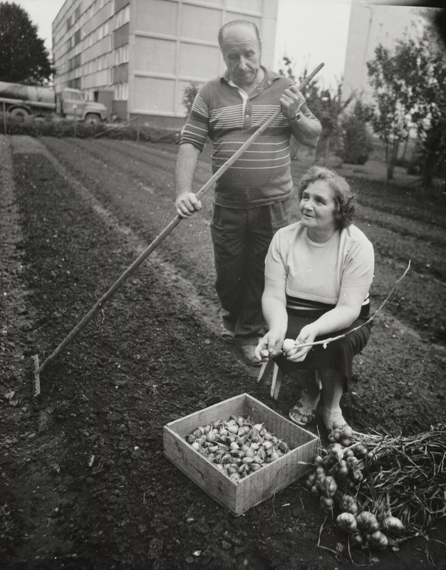 Küüslaugukasvatajad Maimu ja Kalju Vares Võhmast