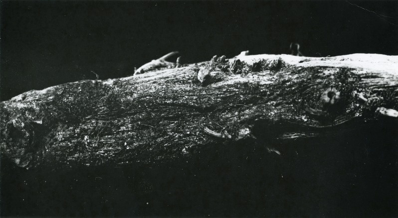 Askohütoosist kahjustatud tomatitaime juurekael