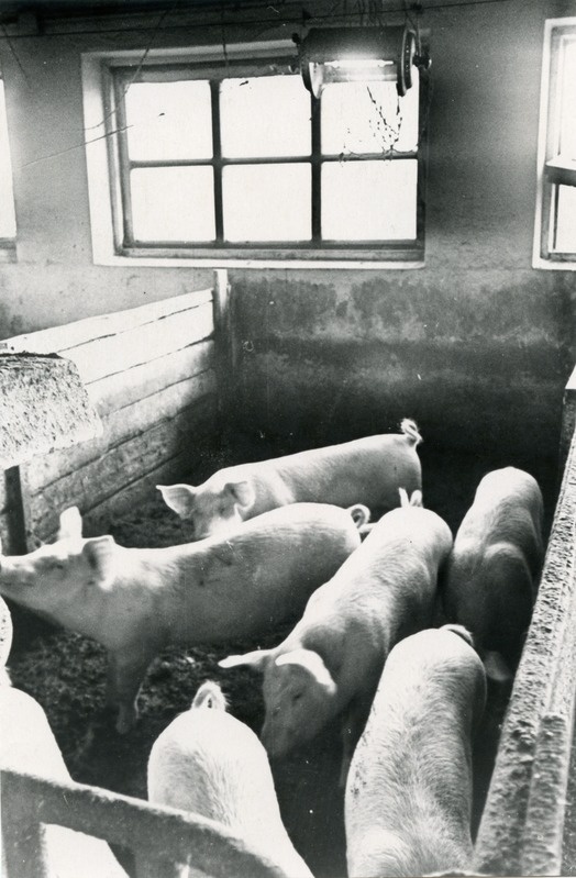 Illustreeriv foto artiklile "Põrsas vajab perenaise hoolt", kus nõu annab Jõõpre kolhoosi loomaarst Ravo Runnel