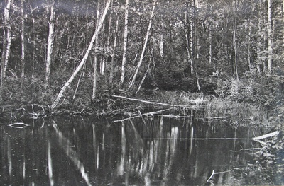 Allikas Kärde lähedal metsas  duplicate photo