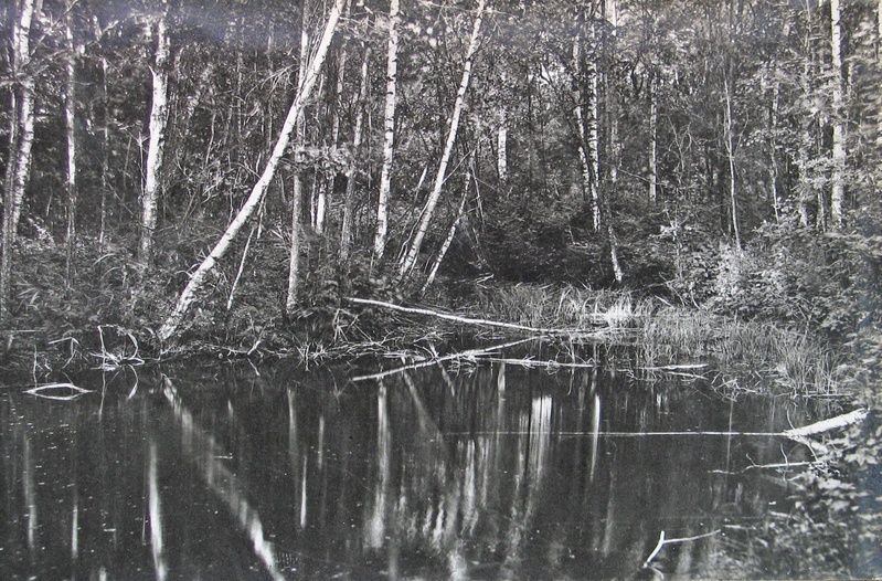 Allikas Kärde lähedal metsas