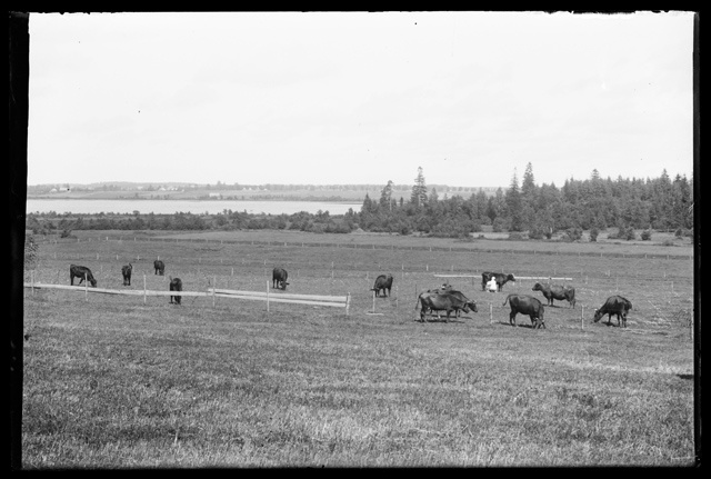 Cows in the pasture, in the back of Saadjärv ?