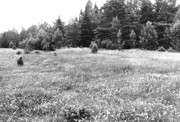 Kalmavare (kivikalme nr.510) Hirmuste külas Jaagu talu juures (kv.28)