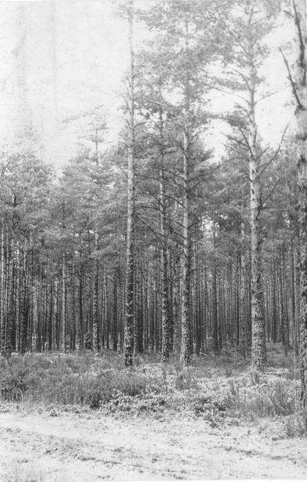 Kanarbikuga nõmmemets Kõpu-Heistesoos