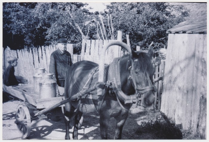 Foto Emmaste-Tärkma piimamees Johannes Telvik hobusega