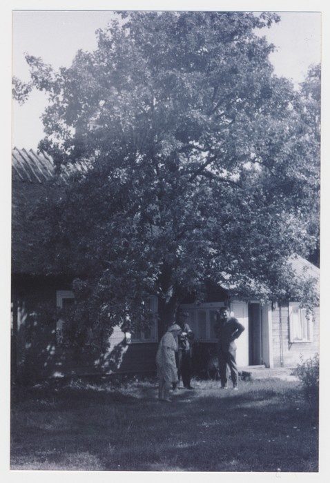 Foto Telvikute pere suur pirnipuu