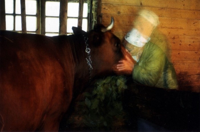 Linda Enula oma lehmaga laudas